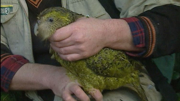 Kakapo