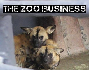Zoo Business: the search for the missing wild dogs