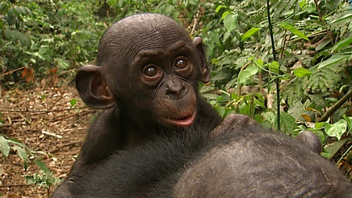 Congo Bonobos