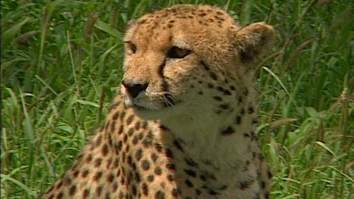 Save The Cheetahs